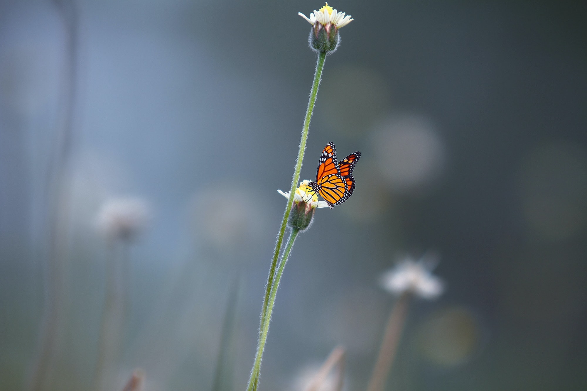 Imagen de una mariposa volando, representando la transformación y el cambio en las relaciones humanas según el efecto secuencial.